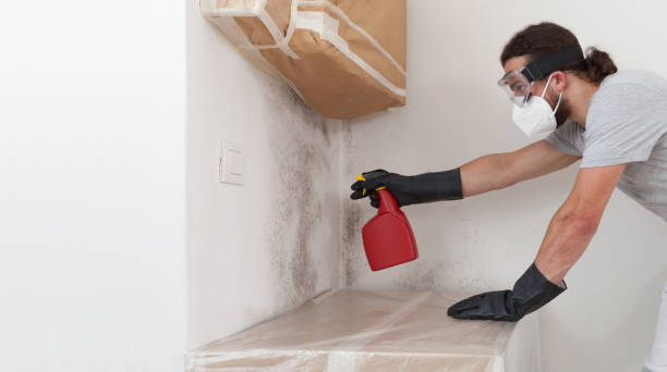 Professional Mold Removal technician working in Petersburg, IL