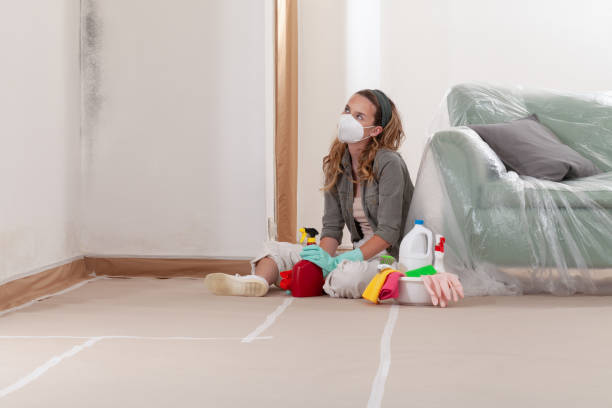 Reliable Mold Removal contractor in Petersburg, IL by 24 Hour Mold Removal