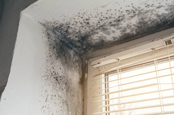 Affordable Mold Removal solutions in Petersburg, IL